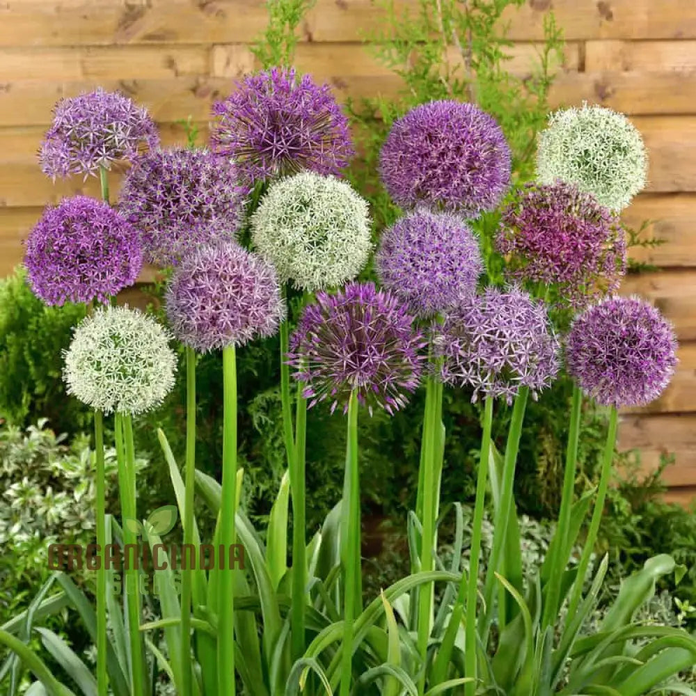 Allium Choice Mixture Flower Seeds Cultivating Diverse Beauty With Expert Planting And Gardening