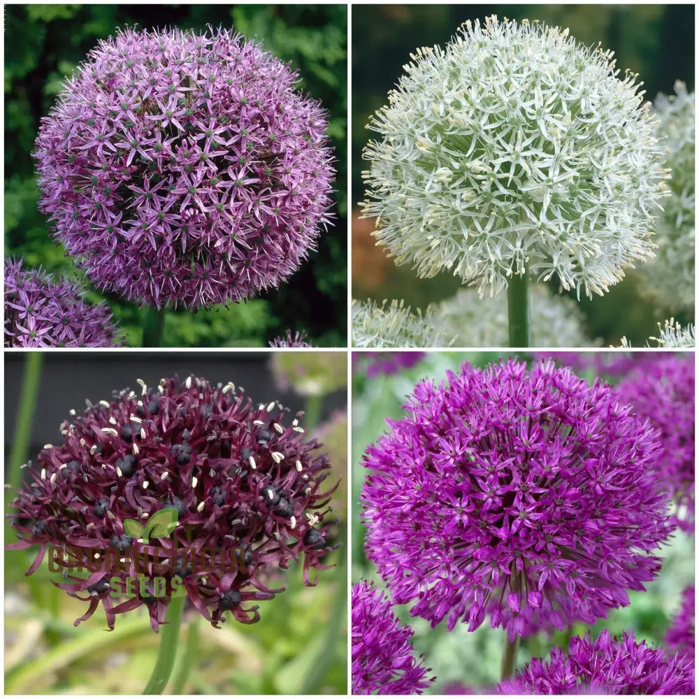 Allium Choice Mixture Flower Seeds Cultivating Diverse Beauty With Expert Planting And Gardening