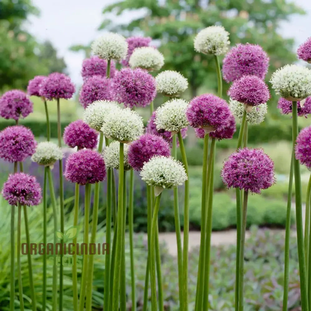 Allium Choice Mixture Flower Seeds Cultivating Diverse Beauty With Expert Planting And Gardening