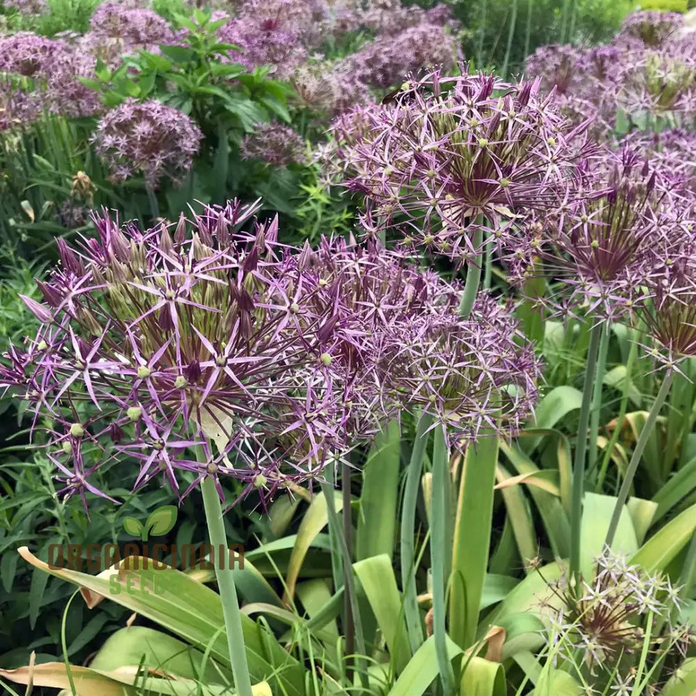 Allium Christophii Flower Seeds For Planting Exquisite Blooms Garden Enthusiasts Premium Quality