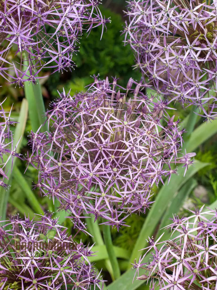 Allium Christophii Flower Seeds For Planting Exquisite Blooms Garden Enthusiasts Premium Quality