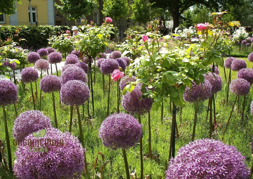 Allium Christophii Flower Seeds For Planting Exquisite Blooms Garden Enthusiasts Premium Quality