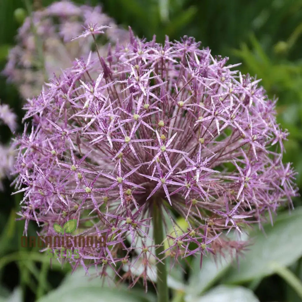 Allium Christophii Flower Seeds For Planting Exquisite Blooms Garden Enthusiasts Premium Quality