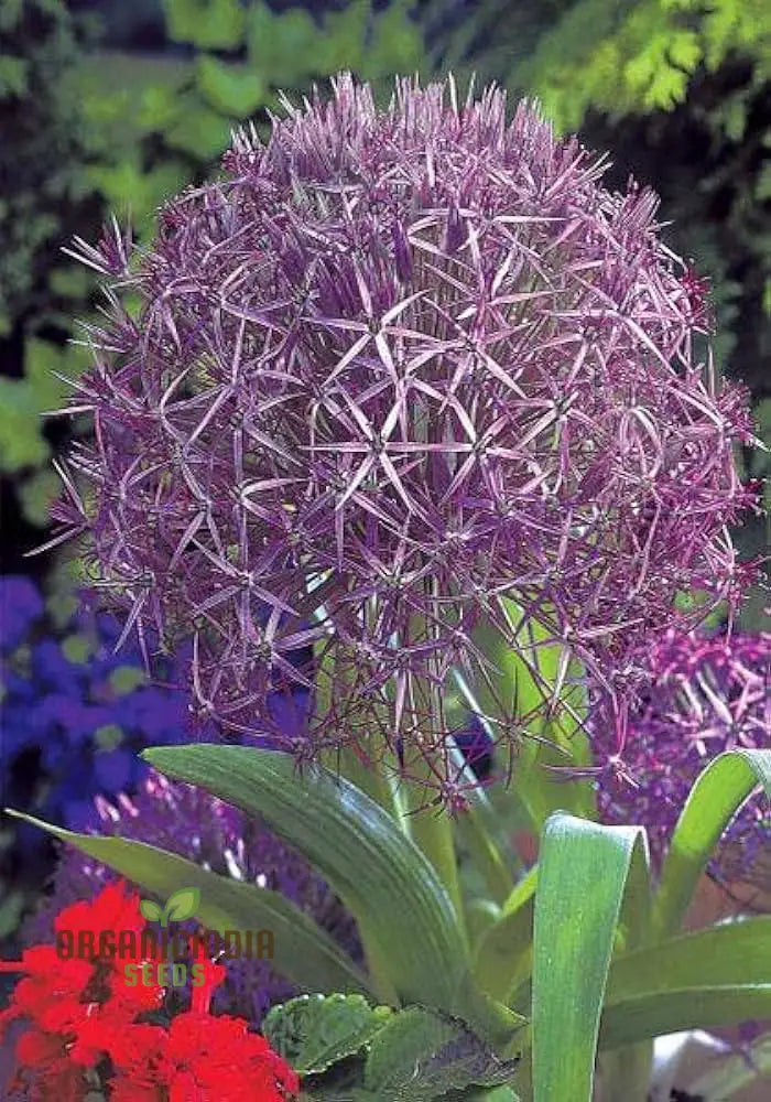 Allium Christophii Flower Seeds For Planting Exquisite Blooms Garden Enthusiasts Premium Quality