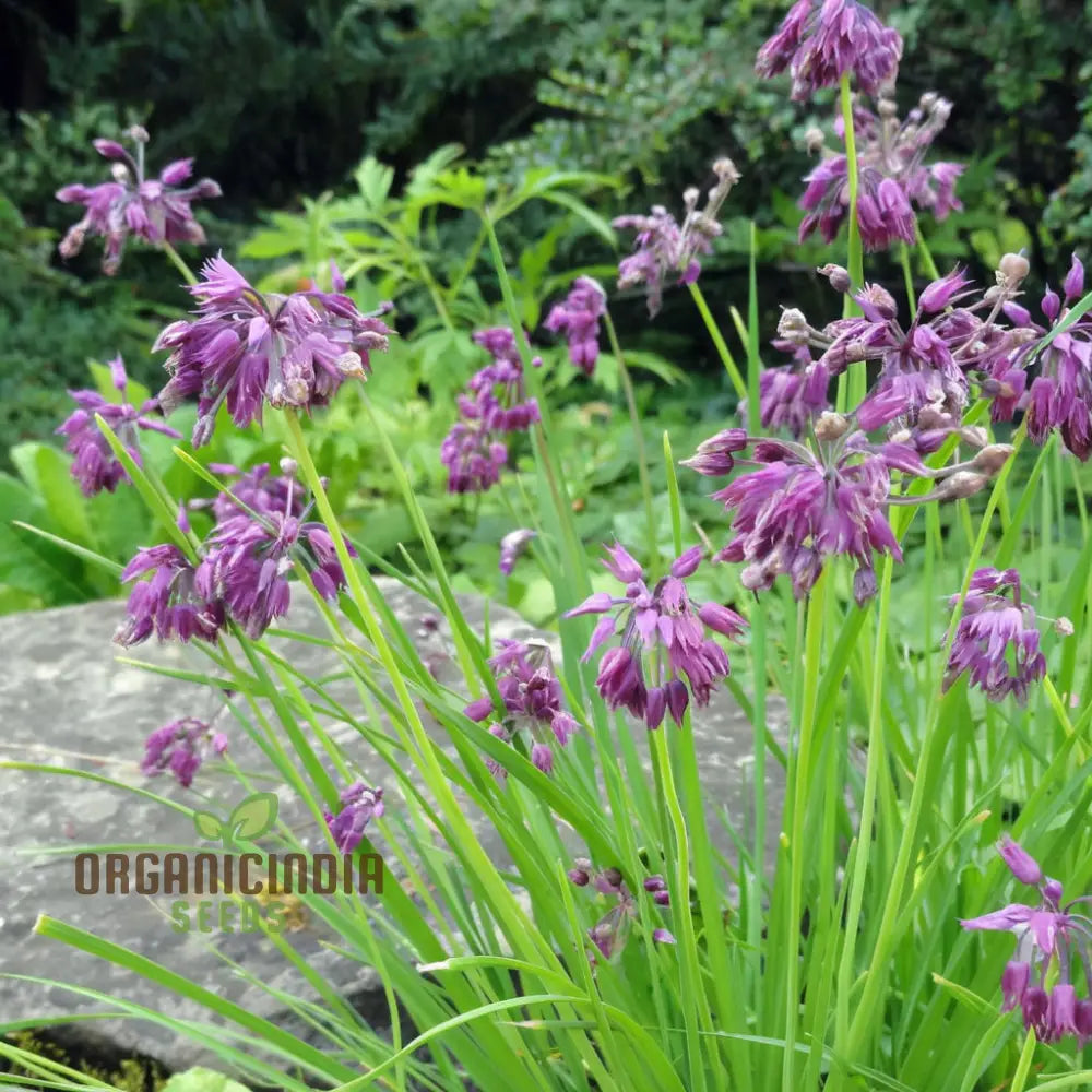 Allium Cyathophorum Var Farreri Flower Seeds For Planting Exquisite Garden Plant Enthusiasts Seeds