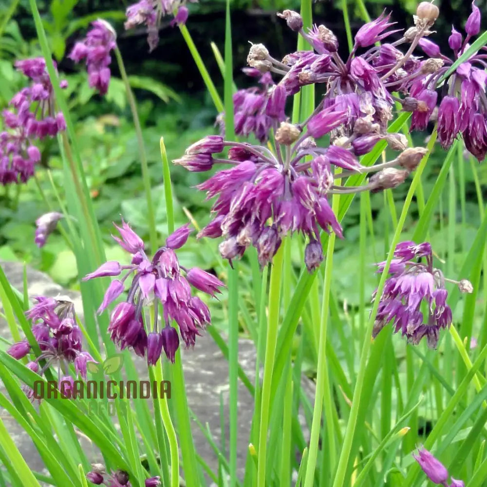 Allium Cyathophorum Var Farreri Flower Seeds For Planting Exquisite Garden Plant Enthusiasts Seeds