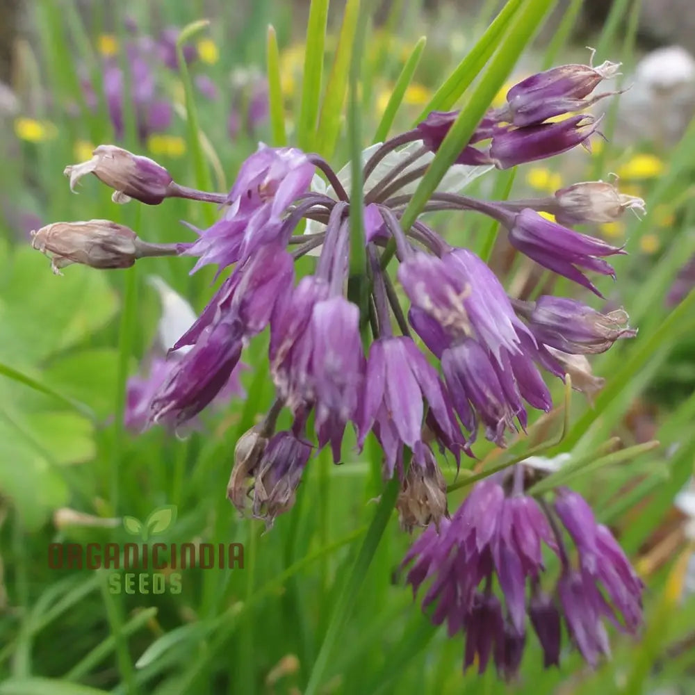 Allium Cyathophorum Var Farreri Flower Seeds For Planting Exquisite Garden Plant Enthusiasts Seeds