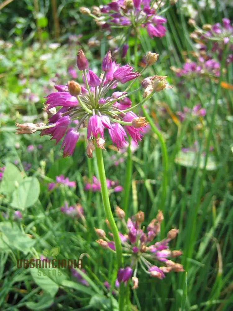 Allium Cyathophorum Var Farreri Flower Seeds For Planting Exquisite Garden Plant Enthusiasts Seeds