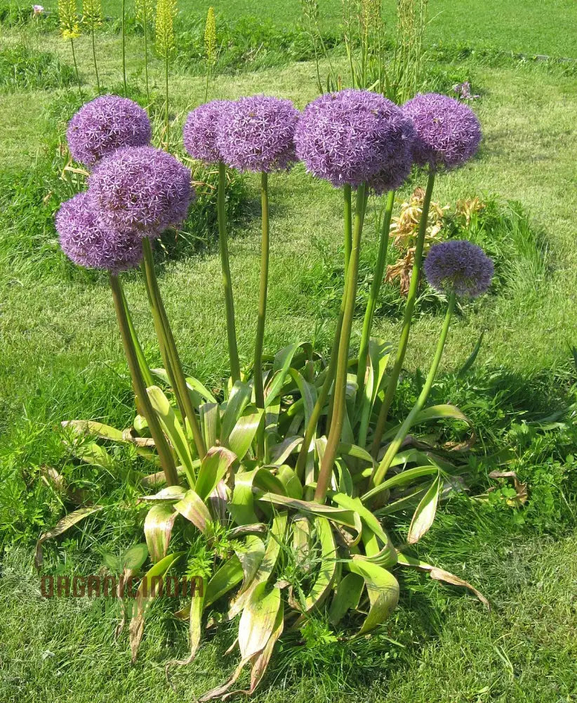 Allium Hollandicum ’Purple’ Seeds For Planting Premium Flower Gardeners Enhance Your Garden Seeds