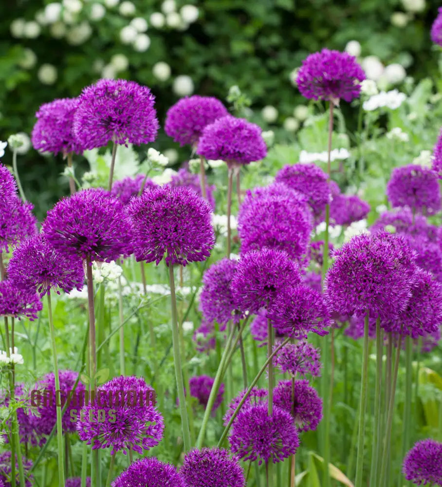 Allium Hollandicum ’Purple’ Seeds For Planting Premium Flower Gardeners Enhance Your Garden Seeds