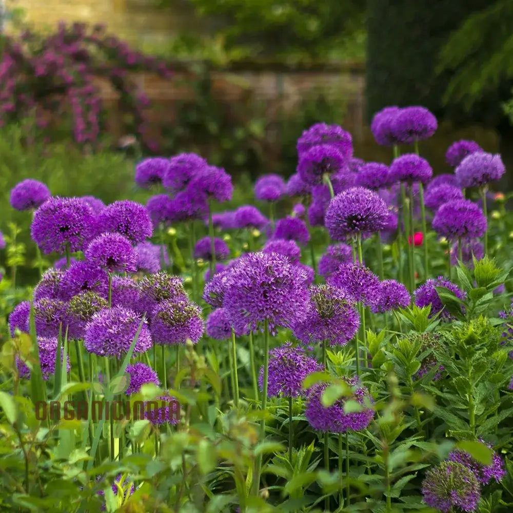 Allium Hollandicum ’Purple’ Seeds For Planting Premium Flower Gardeners Enhance Your Garden Seeds