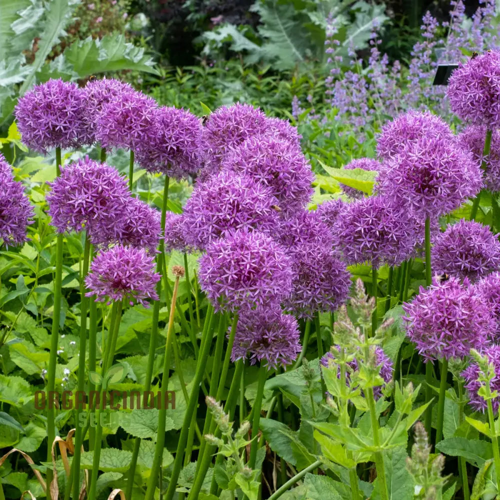 Allium Hollandicum ’Purple’ Seeds For Planting Premium Flower Gardeners Enhance Your Garden Seeds