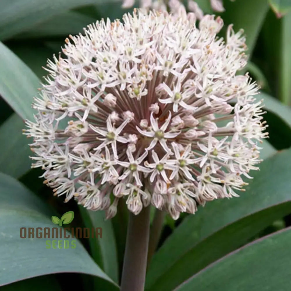 Allium Karataviense Flower Seeds For Planting Premium Quality Your Garden Seeds