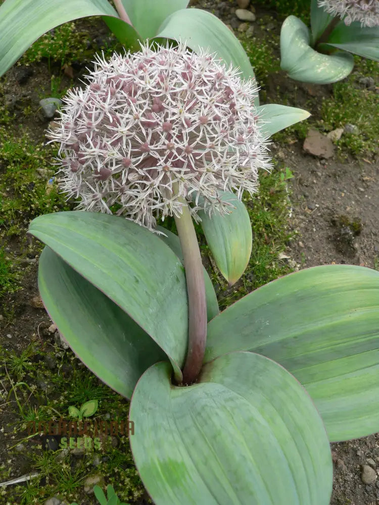 Allium Karataviense Flower Seeds For Planting Premium Quality Your Garden Seeds