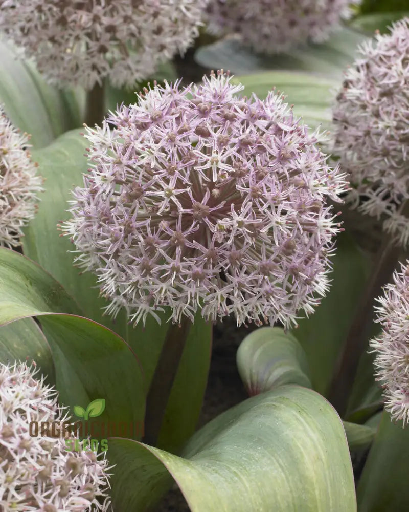 Allium Karataviense Flower Seeds For Planting Premium Quality Your Garden Seeds