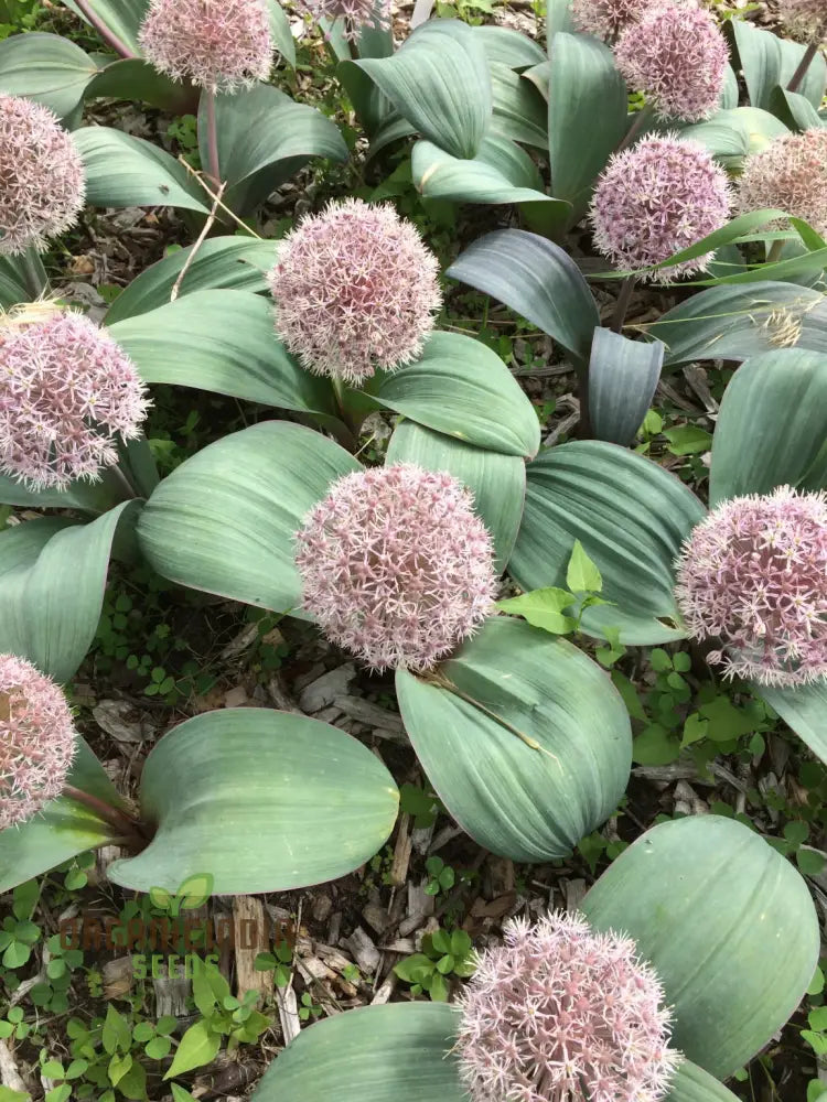 Allium Karataviense Flower Seeds For Planting Premium Quality Your Garden Seeds