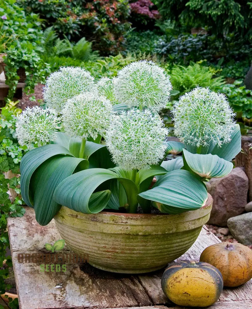 Allium Karataviense ’Ivory Queen’ Flower Seeds Premium For Planting And Gardening Seeds