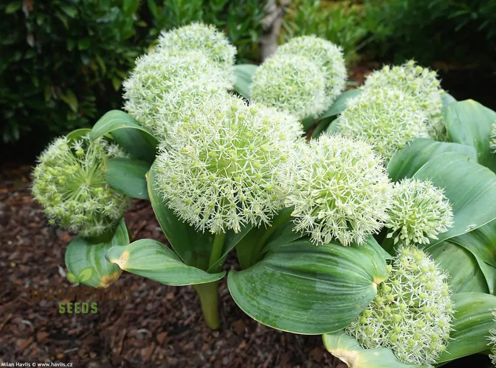 Allium Karataviense ’Ivory Queen’ Flower Seeds Premium For Planting And Gardening Seeds