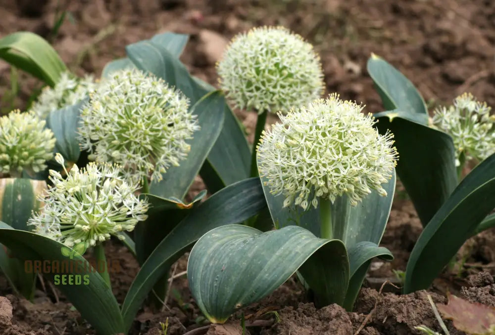 Allium Karataviense ’Ivory Queen’ Flower Seeds Premium For Planting And Gardening Seeds