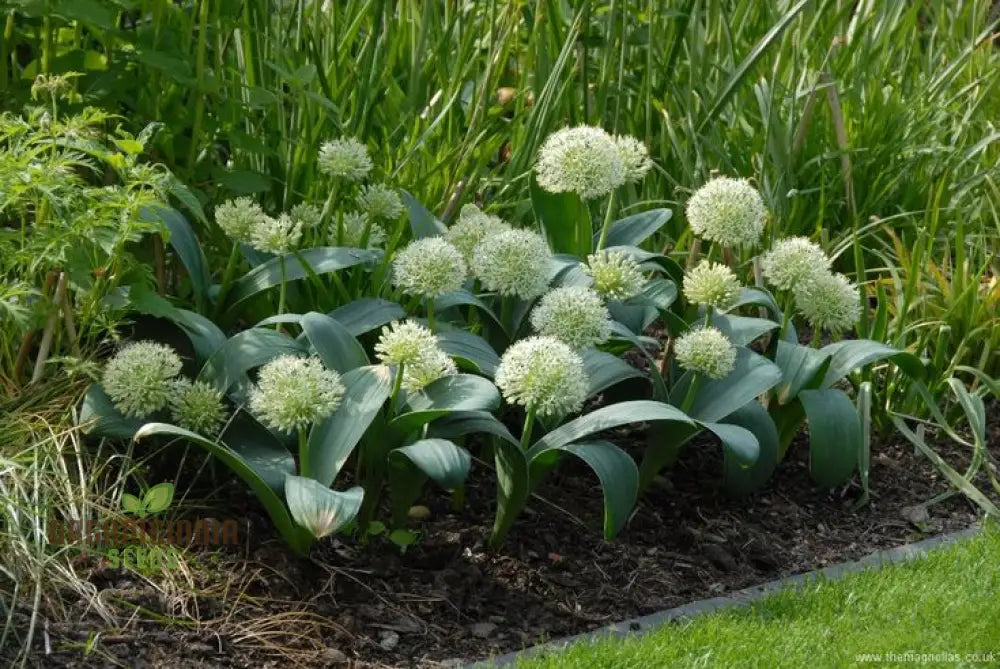 Allium Karataviense ’Ivory Queen’ Flower Seeds Premium For Planting And Gardening Seeds