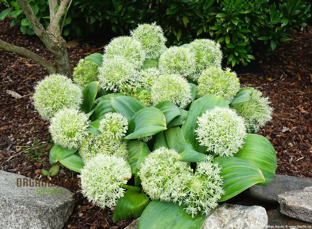 Allium Karataviense ’Ivory Queen’ Flower Seeds Premium For Planting And Gardening Seeds