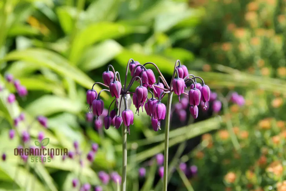 Allium Macranthum Flower Seeds For Planting Premium Quality Beautiful Gardens Seeds