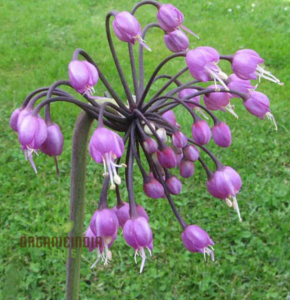 Allium Macranthum Flower Seeds For Planting Premium Quality Beautiful Gardens Seeds