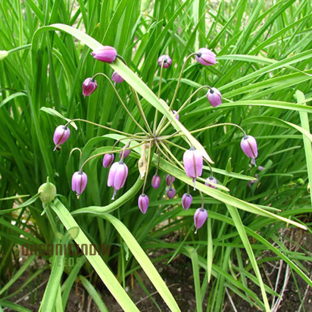 Allium Macranthum Flower Seeds For Planting Premium Quality Beautiful Gardens Seeds