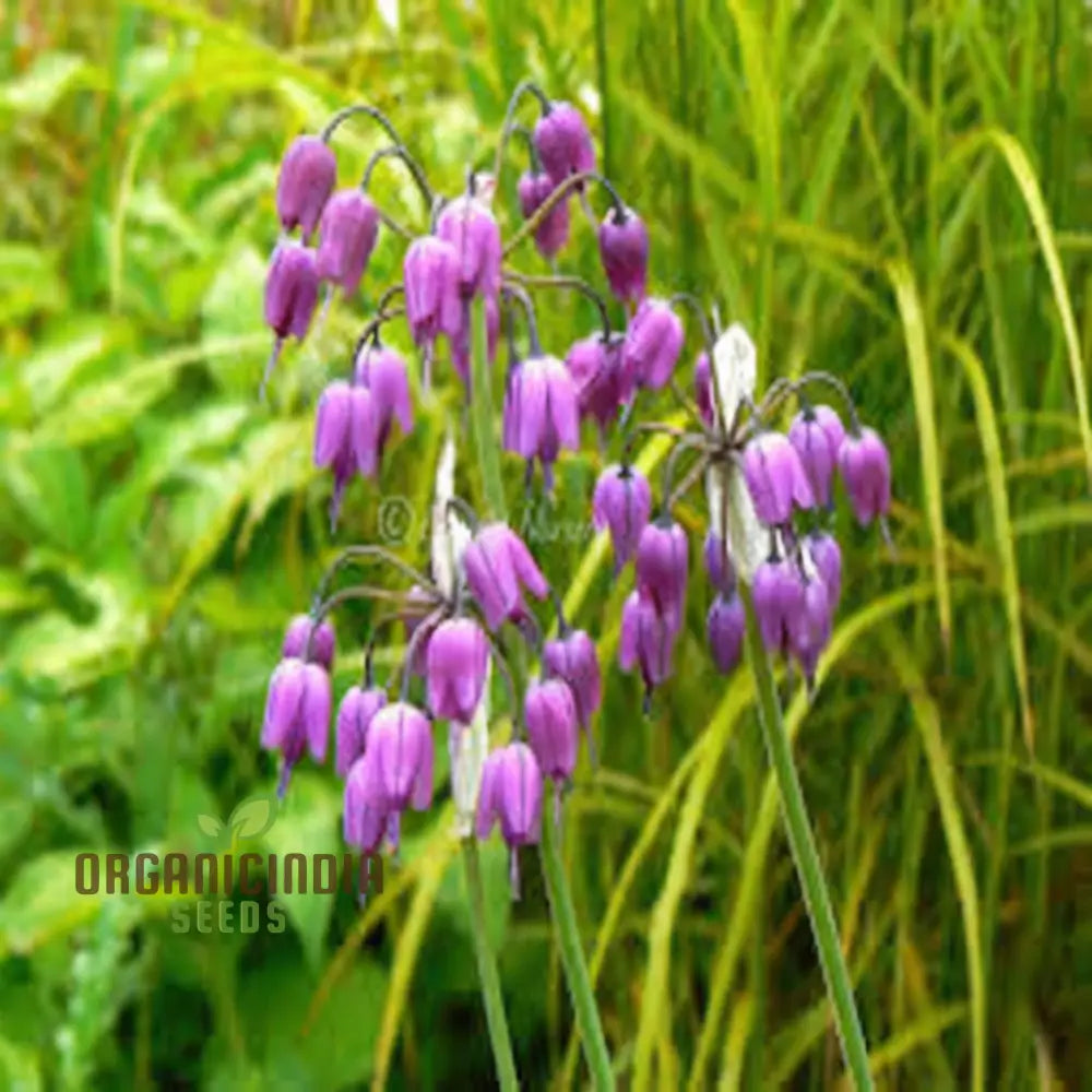 Allium Macranthum Flower Seeds For Planting Premium Quality Beautiful Gardens Seeds