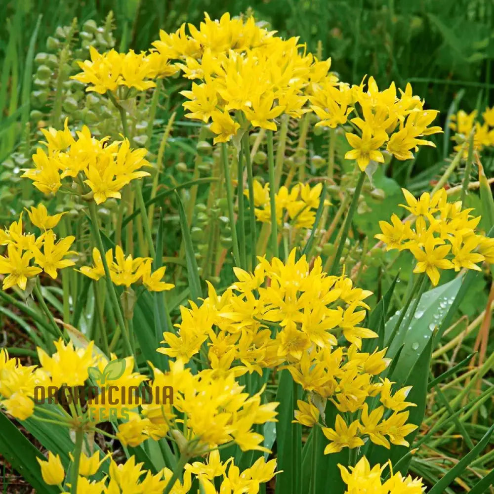 Allium Moly Flower Seeds For Planting Premium Quality Vibrant Garden Blooms Seeds