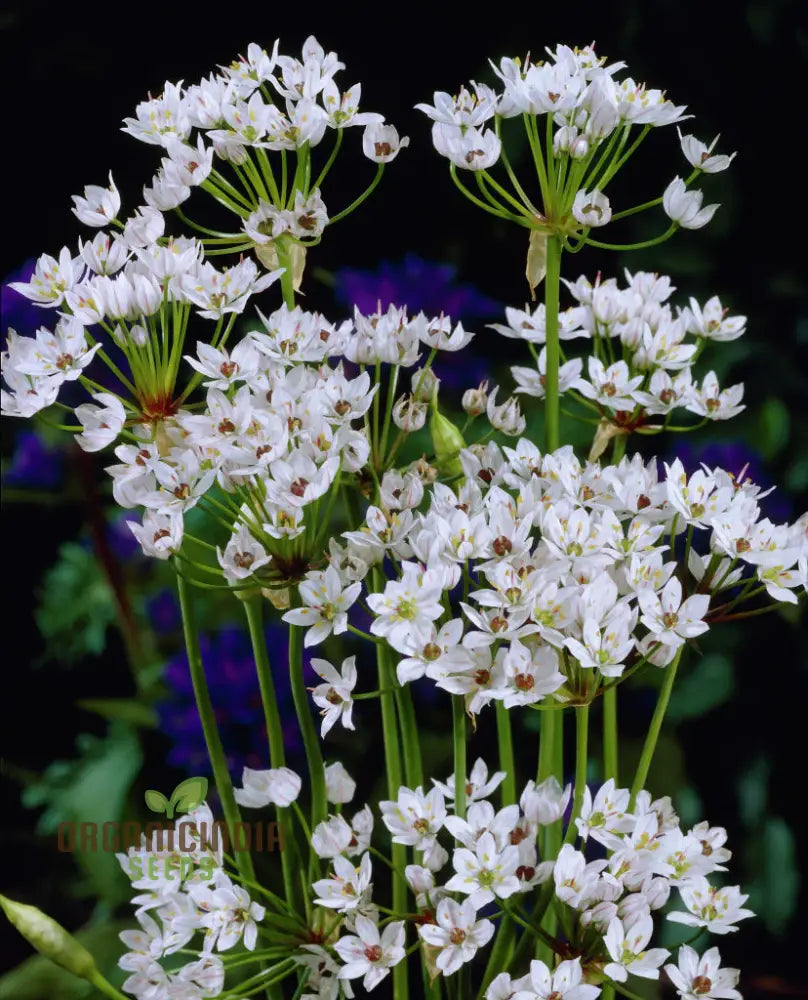 Allium Neapolitanum Flower Seeds For Planting Premium Quality Stunning Garden Seeds