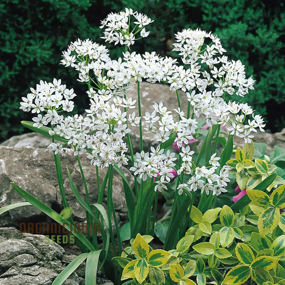 Allium Neapolitanum Flower Seeds For Planting Premium Quality Stunning Garden Seeds