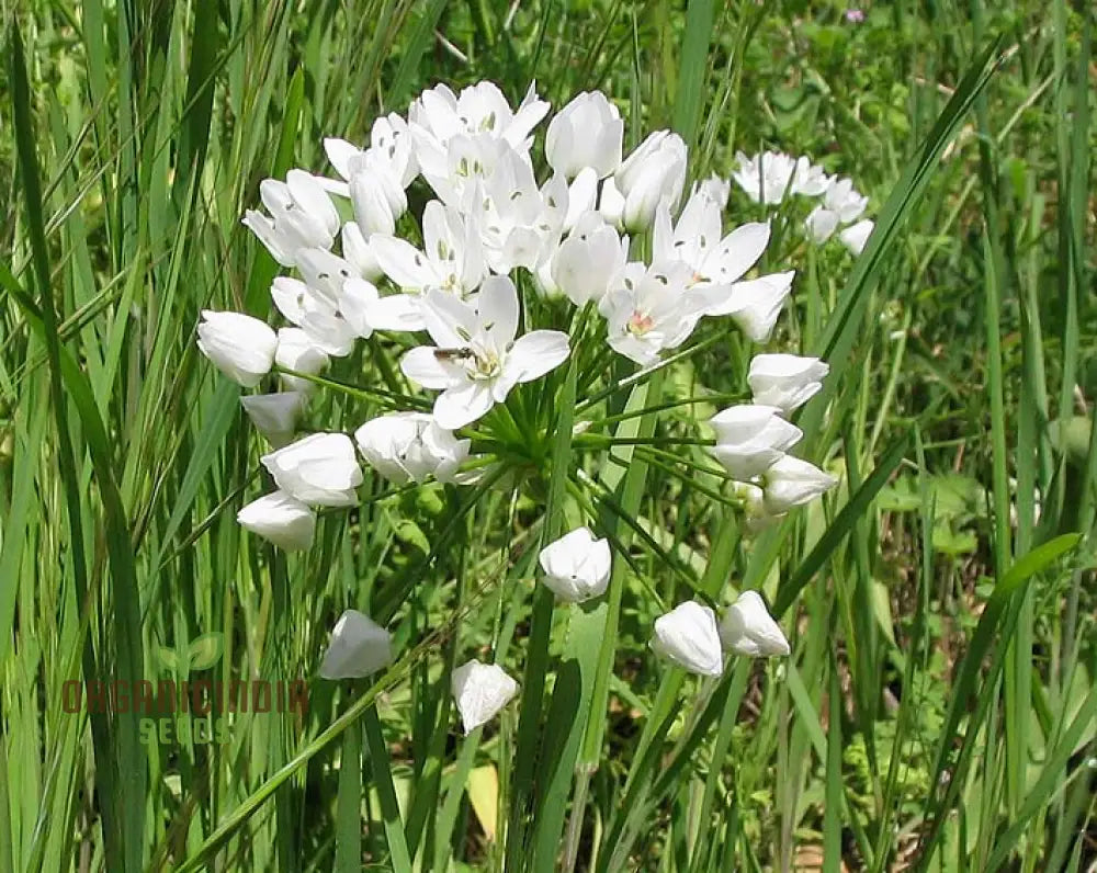 Allium Neapolitanum Flower Seeds For Planting Premium Quality Stunning Garden Seeds