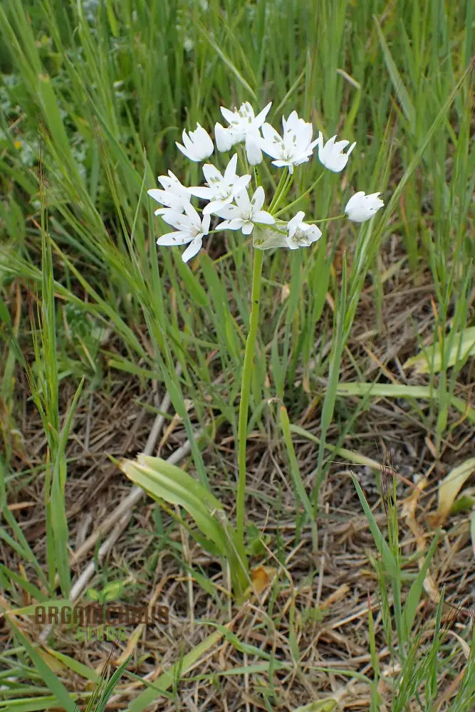 Allium Neapolitanum Flower Seeds For Planting Premium Quality Stunning Garden Seeds