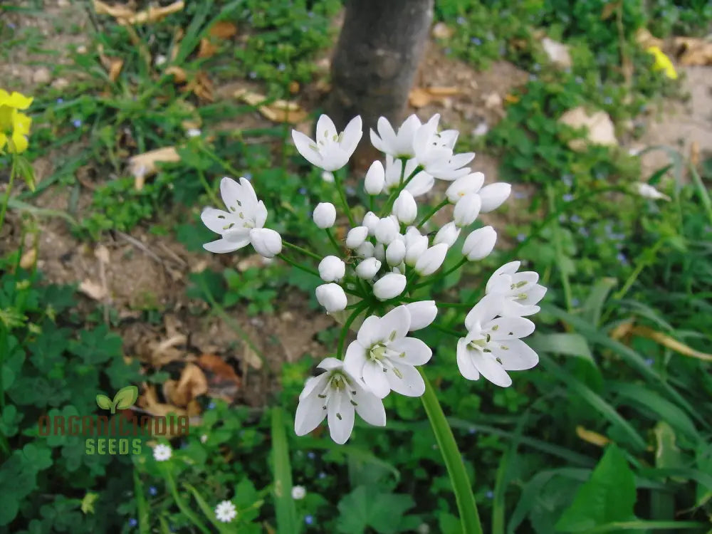 Allium Neapolitanum Flower Seeds For Planting Premium Quality Stunning Garden Seeds