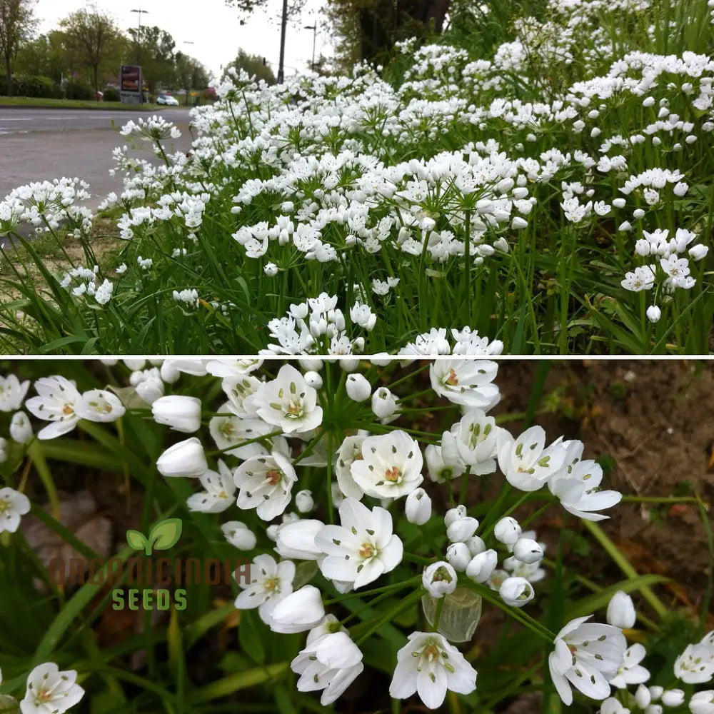 Allium Neapolitanum Flower Seeds For Planting Premium Quality Stunning Garden Seeds