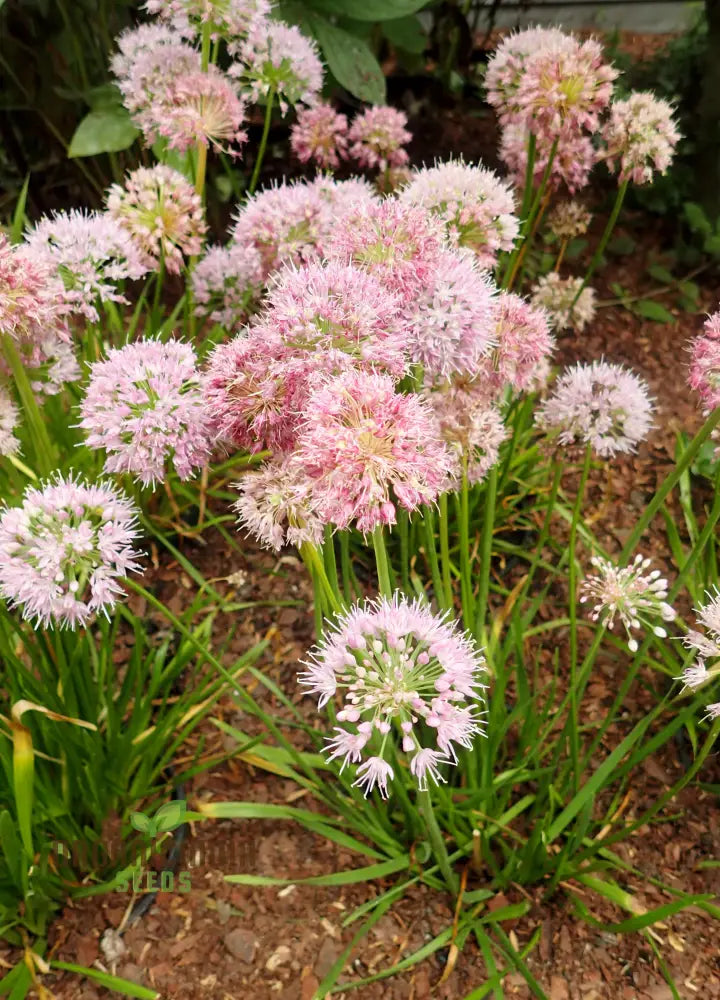 Allium Nutans Flower Seeds For Planting Premium Quality Elegant Garden Seeds