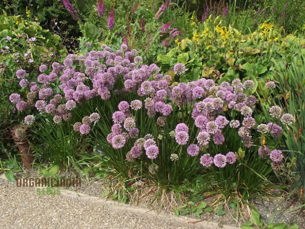 Allium Nutans Flower Seeds For Planting Premium Quality Elegant Garden Seeds