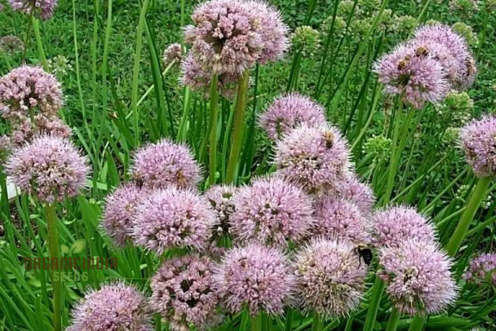 Allium Nutans Flower Seeds For Planting Premium Quality Elegant Garden Seeds