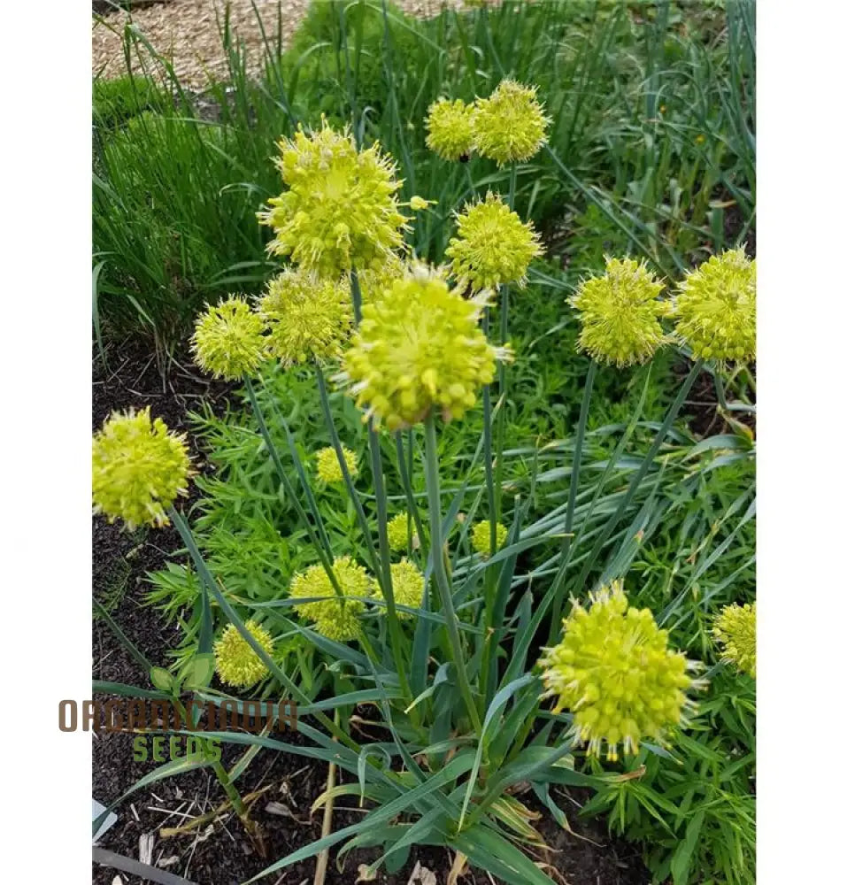 Allium Obliquum Flower Seeds Premium Quality For Stunning Garden Seeds