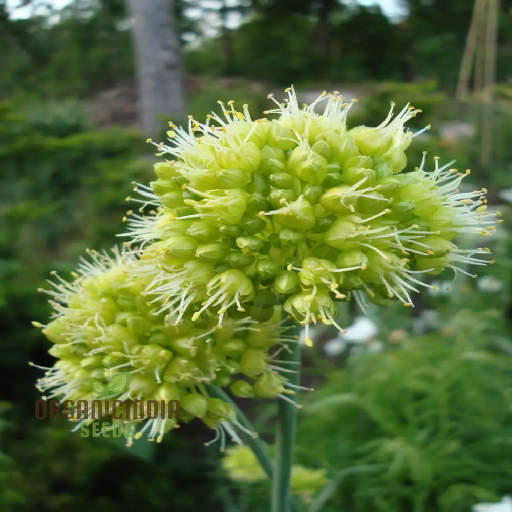 Allium Obliquum Flower Seeds Premium Quality For Stunning Garden Seeds