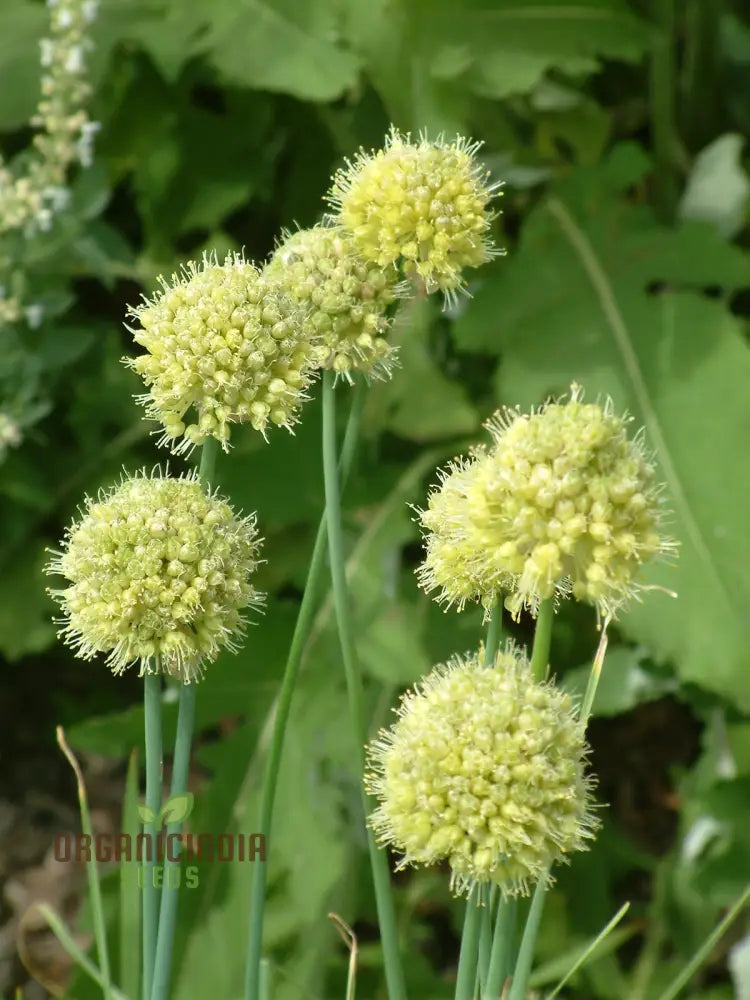 Allium Obliquum Flower Seeds Premium Quality For Stunning Garden Seeds