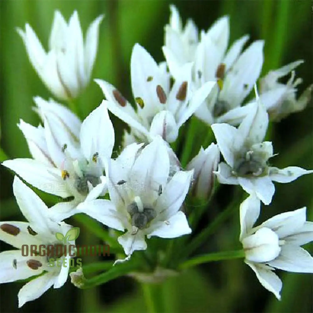 ’Allium Ramosum Flower Seeds For Planting Beautiful And Fragrant Garden Blooms Seeds