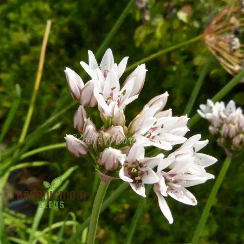 ’Allium Ramosum Flower Seeds For Planting Beautiful And Fragrant Garden Blooms Seeds