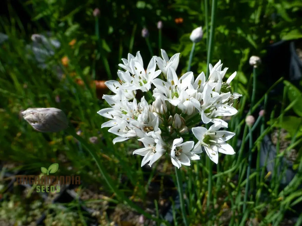 ’Allium Ramosum Flower Seeds For Planting Beautiful And Fragrant Garden Blooms Seeds