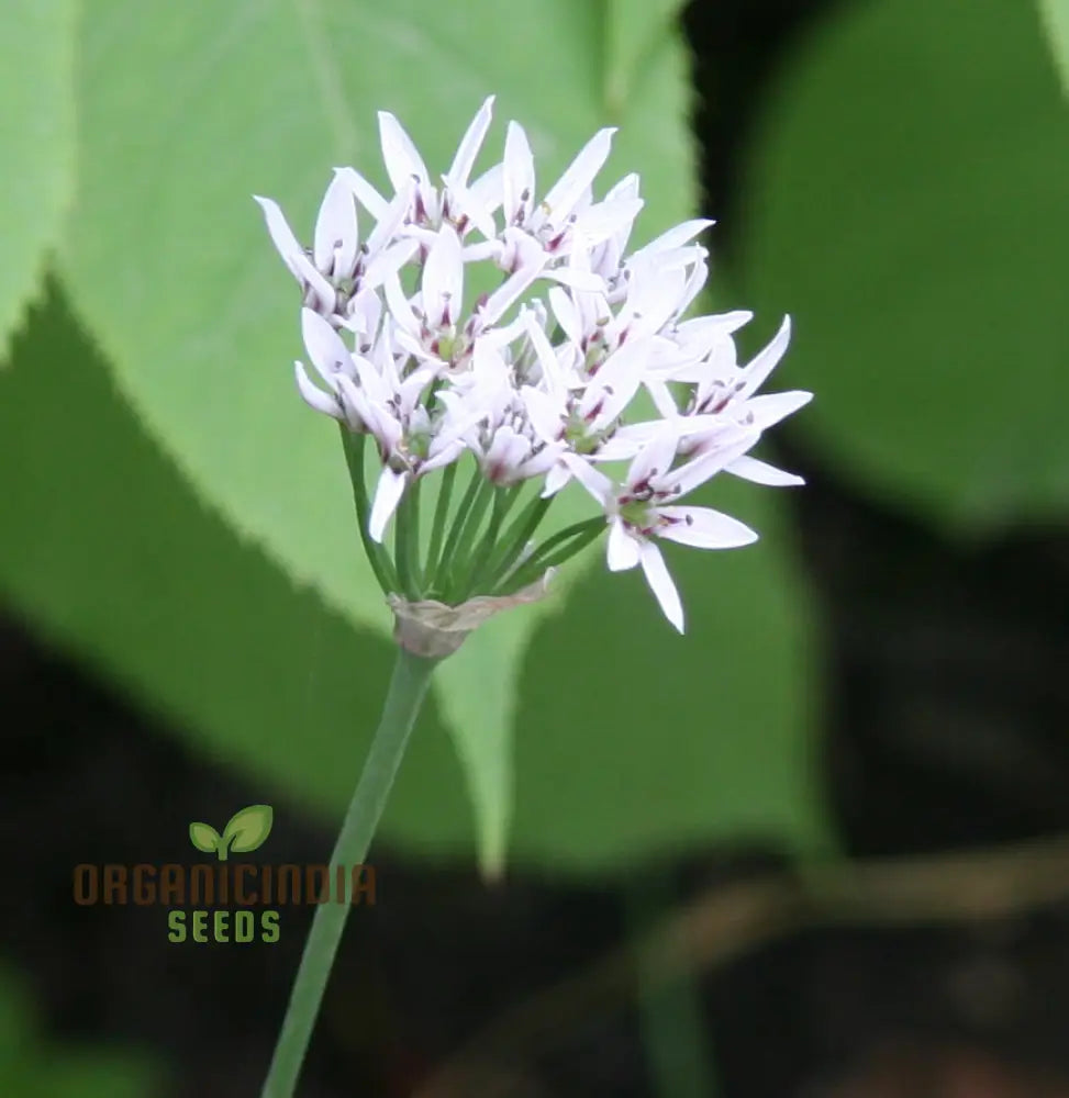 ’Allium Ramosum Flower Seeds For Planting Beautiful And Fragrant Garden Blooms Seeds