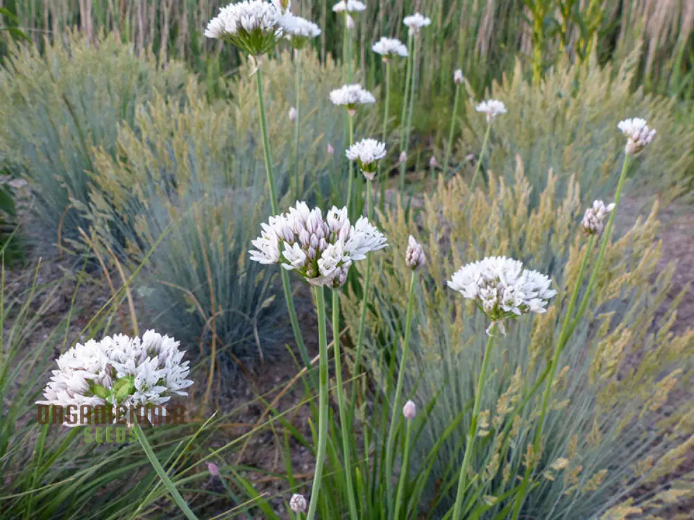 ’Allium Ramosum Flower Seeds For Planting Beautiful And Fragrant Garden Blooms Seeds