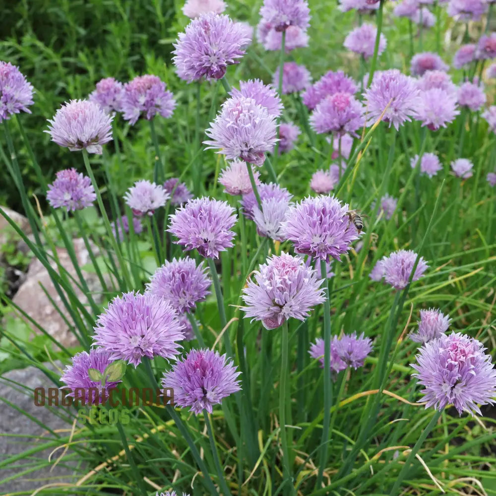 Allium Schoenoprasum Flower Seeds For Planting Premium Quality Gardening Seeds