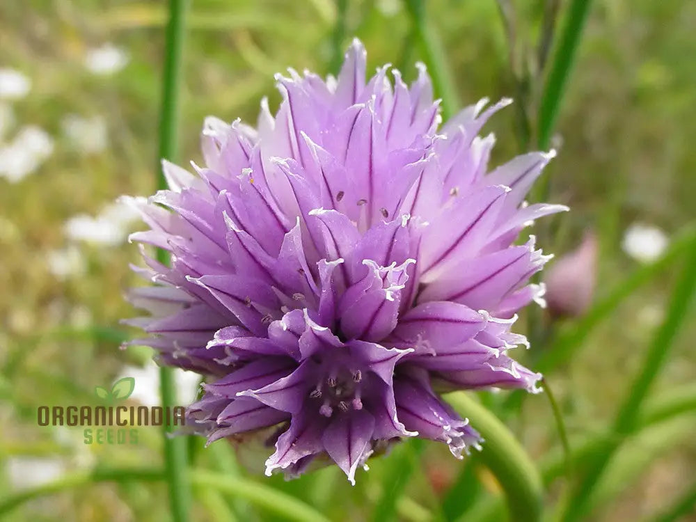 Allium Schoenoprasum Flower Seeds For Planting Premium Quality Gardening Seeds