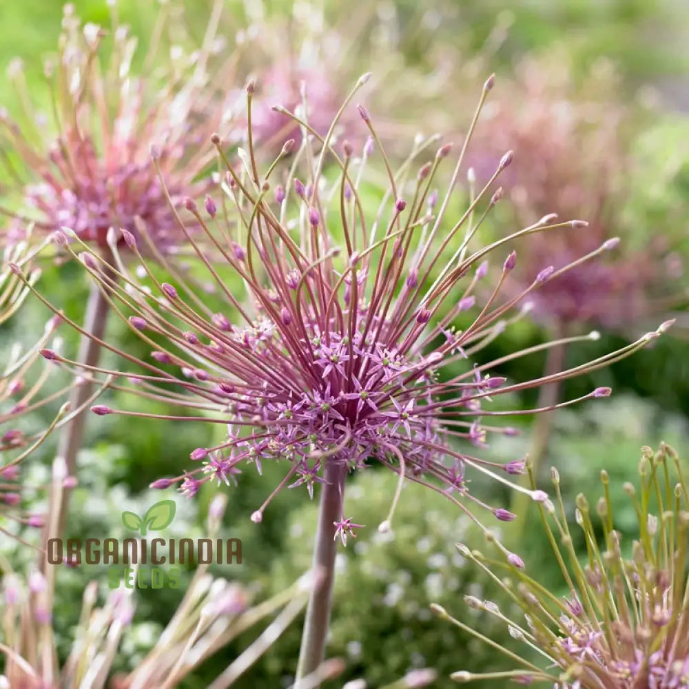 Allium Schubertii Flower Seeds Premium Quality For Unique And Stunning Garden Planting Seeds